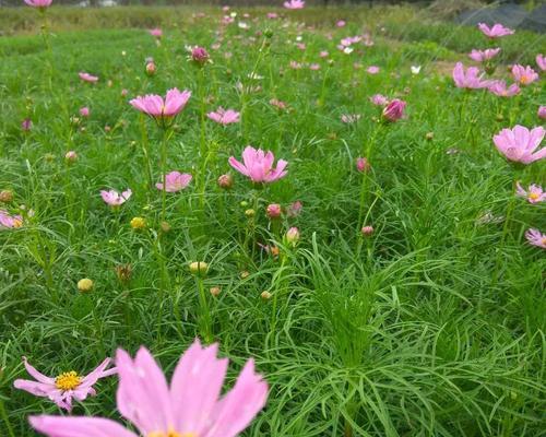 矮杆波斯菊花语的美丽传说（揭秘矮杆波斯菊的花语与意义）