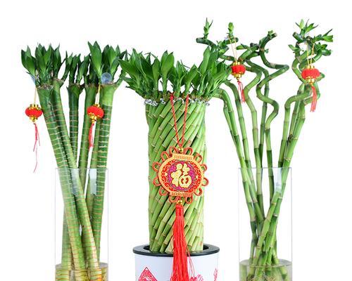 富贵竹的象征和风水寓意（揭示富贵竹在风水学中的奇妙力量）