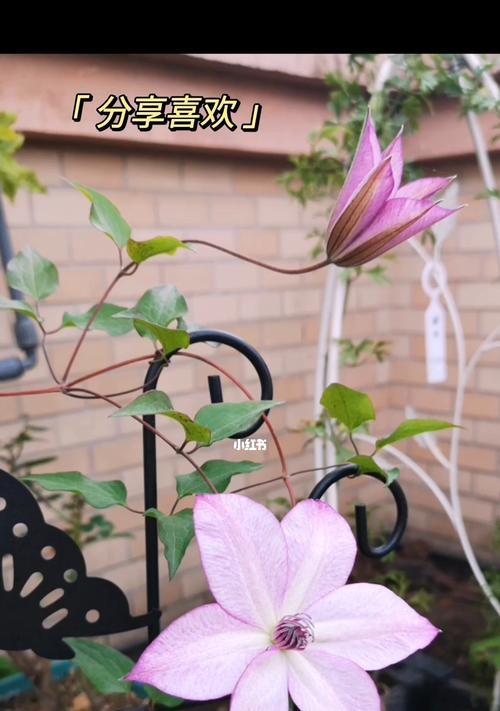 铁线莲的寓意象征及其重要性（探索铁线莲的寓意）