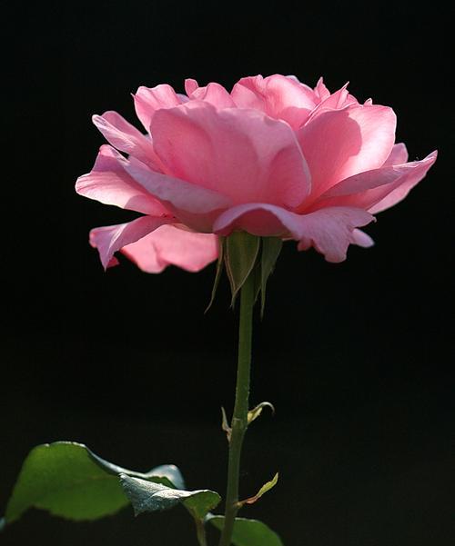 盛开的丰花月季,传递芬芳的花语(丰花月季的花语是什么)