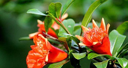 石榴花与十二生肖（探索石榴花在十二生肖中的象征意义）