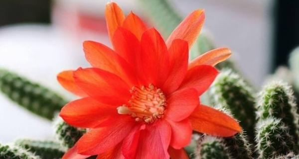 仙人指花语——寓意与象征的奇妙世界（探索花朵背后的隐藏信息）