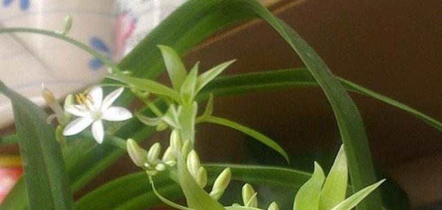 吊兰的花语与意义（深入解读吊兰的象征和特点）