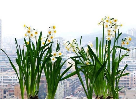 水仙花的花语与寓意（探寻水仙花所代表的纯洁与美丽）