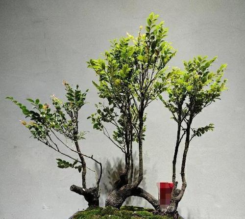 黑骨茶的风水之道（探寻黑骨茶的吉祥寓意及摆放之道）