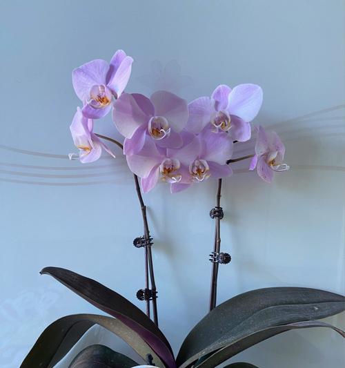 天蓝色的蝴蝶兰（以天蓝色的蝴蝶兰代表什么）