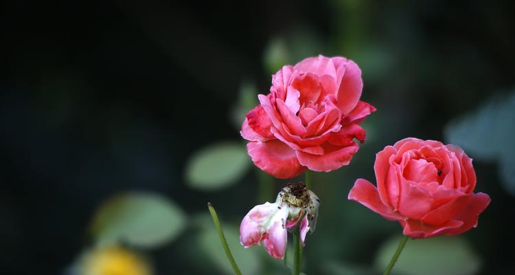 月季花的各种颜色与花语(花色花香)