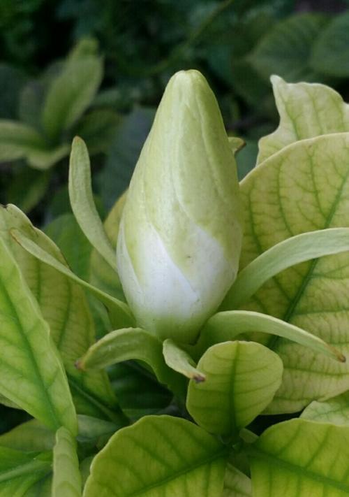 栀子花的寓意与象征（探寻栀子花的深层意义）