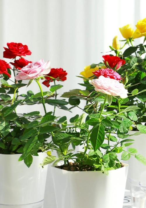 四季花开，美丽绽放（探寻四季花的奇妙世界）