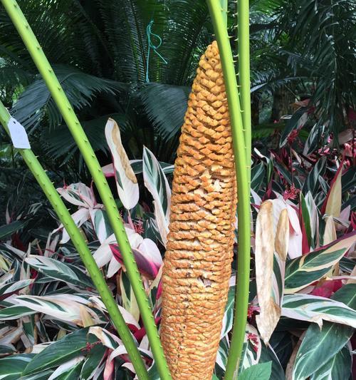 铁树象征的坚韧与生命力（探寻铁树的象征意义与传奇故事）