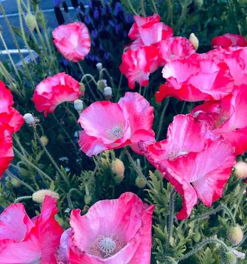 等待和思念的花语——红玫瑰（用红玫瑰诉说心中的等待和思念）