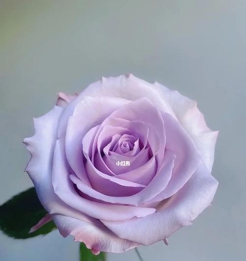 紫玫瑰的花语（深藏不露的爱意）
