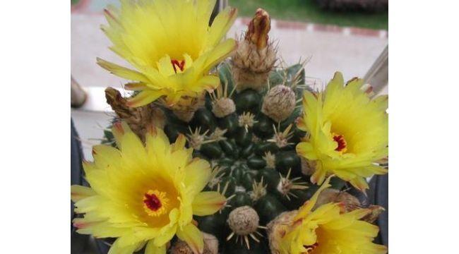 仙人球开花的寓意——生命的坚韧与美丽（探寻仙人球开花的内涵与象征意义）