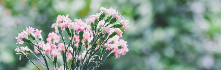 以笑靥花，以笑脸迎人（开朗心情）
