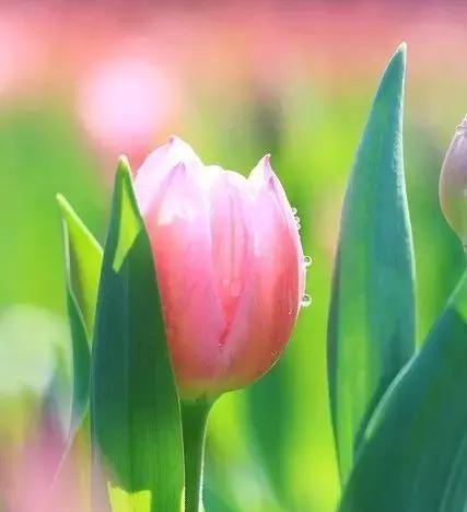 以笑靥花，以笑脸迎人（开朗心情）
