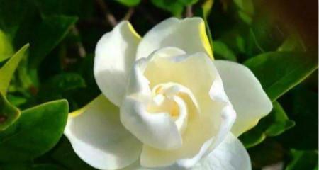 栀子花的永恒爱意（花开无声间）