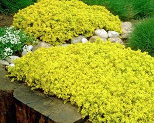 探秘常绿硬叶林的叶片特点（常绿硬叶林中的植物叶片适应环境的关键）