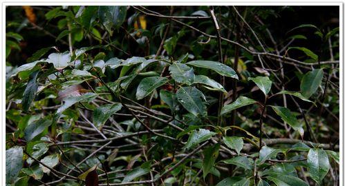 探秘常绿硬叶林的叶片特点（常绿硬叶林中的植物叶片适应环境的关键）