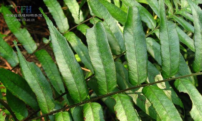 探秘常绿硬叶林的叶片特点（常绿硬叶林中的植物叶片适应环境的关键）