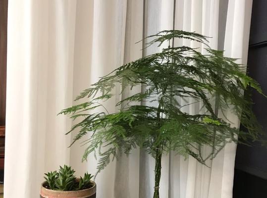 文竹，家中的生机（点缀生活的绿色之美）