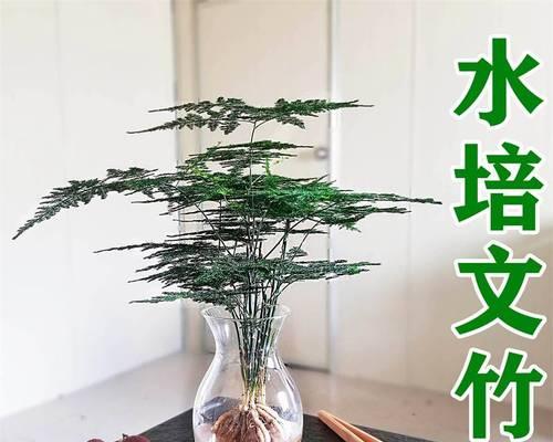 文竹，家中的生机（点缀生活的绿色之美）