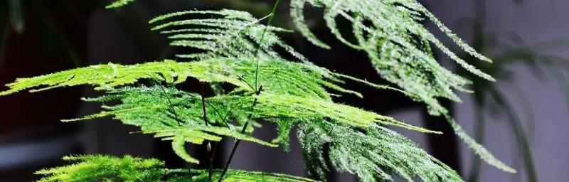 文竹，家中的生机（点缀生活的绿色之美）