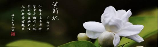 茉莉的花语与寓意——适合送给哪些人（解读茉莉的花语与寓意）