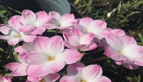 慵懒的花（慵懒花的魅力）