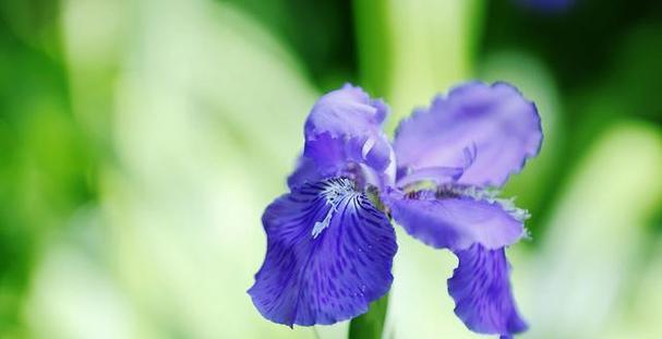 慵懒的花（慵懒花的魅力）