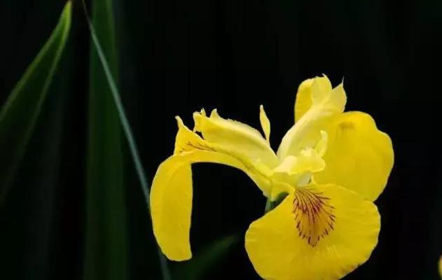 慵懒的花（慵懒花的魅力）