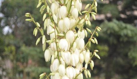 橄榄花的神秘象征与美丽传说（解密橄榄花的象征意义）