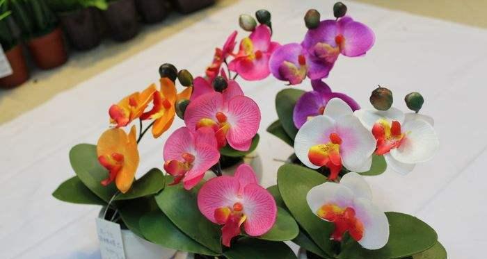 蝴蝶兰之美（以蝴蝶兰为象征）