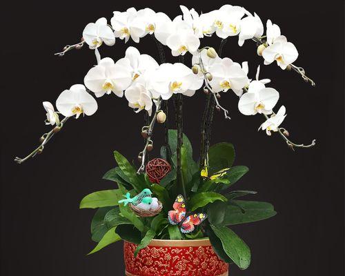 蝴蝶兰之美（以蝴蝶兰为象征）