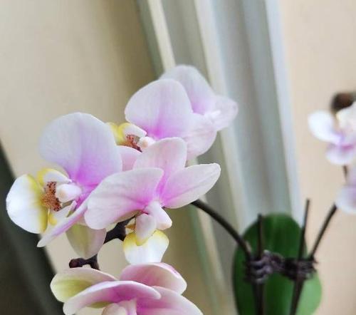 蝴蝶兰之美（以蝴蝶兰为象征）