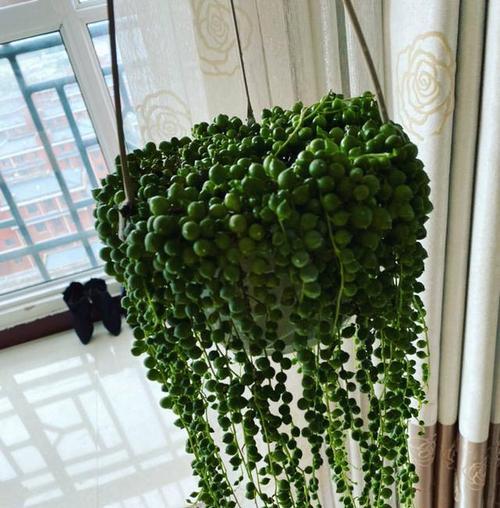 以多肉佛珠开花之美——寓意与祝福（多肉佛珠的奇迹与生命之花）