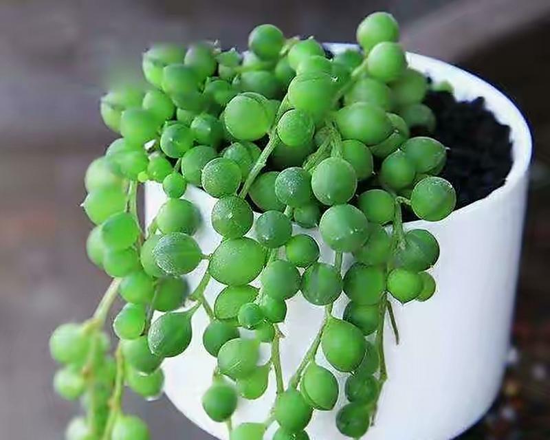 以多肉佛珠开花之美——寓意与祝福（多肉佛珠的奇迹与生命之花）