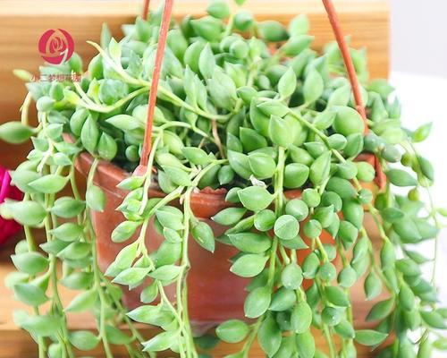 以多肉佛珠开花之美——寓意与祝福（多肉佛珠的奇迹与生命之花）