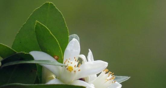 希望与曙光（一朵花的演绎）