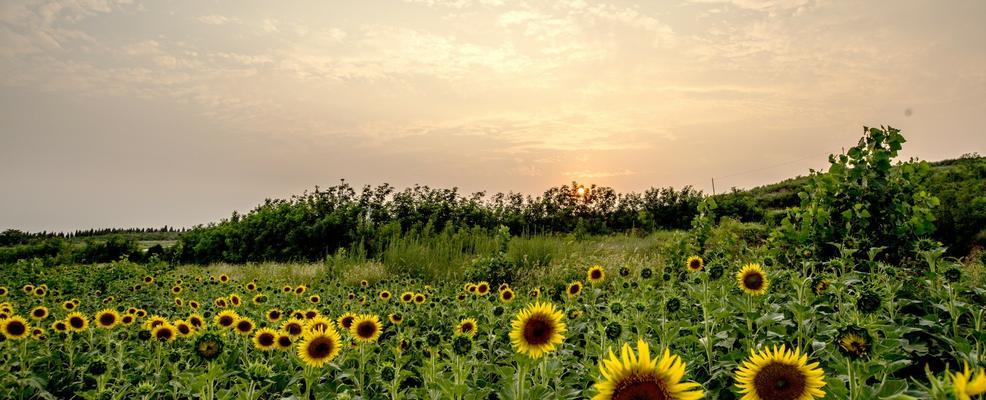 希望与曙光（一朵花的演绎）