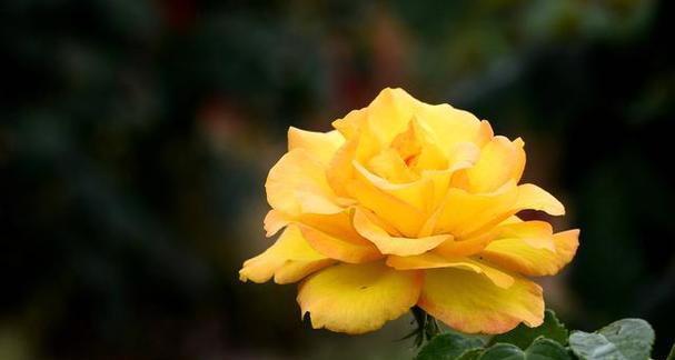 希望与曙光（一朵花的演绎）