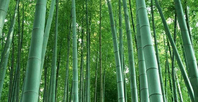 竹子的象征意义及其在文化中的重要性（探索竹子的象征意义）