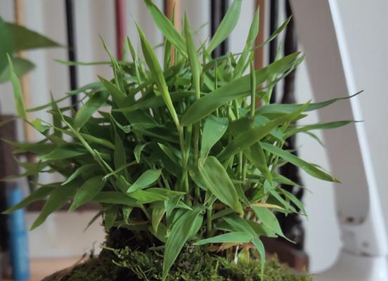 竹子的象征意义及其在文化中的重要性（探索竹子的象征意义）