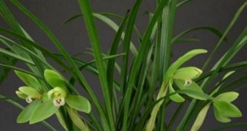 竹子的象征意义及其在文化中的重要性（探索竹子的象征意义）