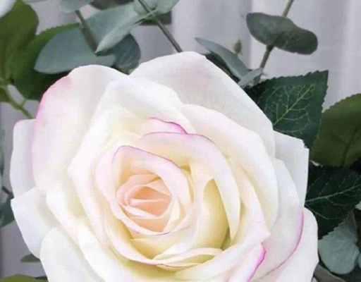 白玫瑰花语，送给心灵纯洁的人（用白玫瑰表达对纯洁灵魂的赞美）