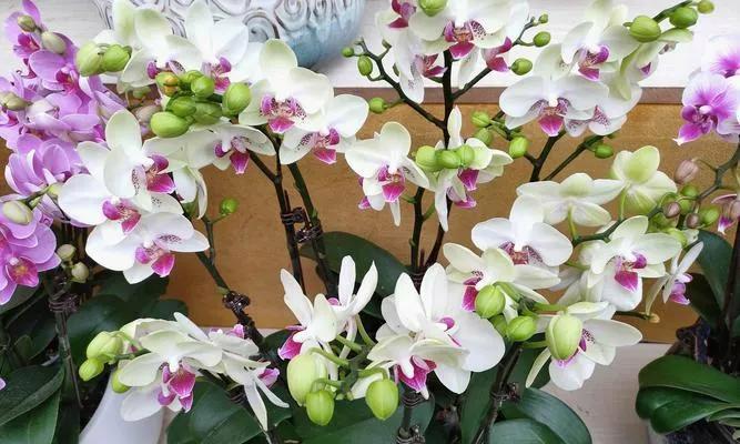 蝴蝶兰传说故事（揭秘蝴蝶兰的花语与神话传说）