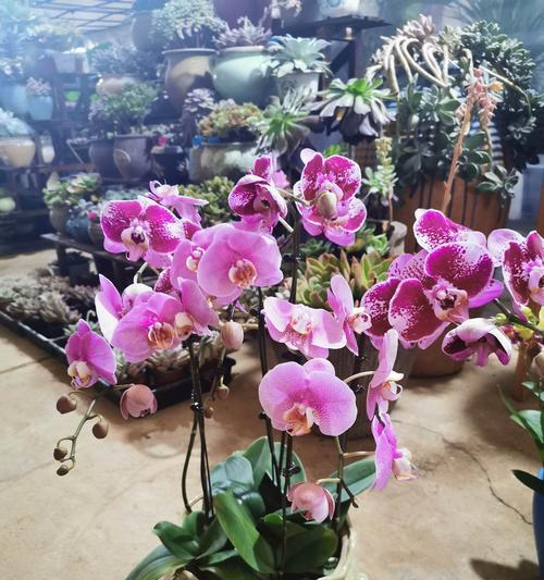 蝴蝶兰传说故事（揭秘蝴蝶兰的花语与神话传说）