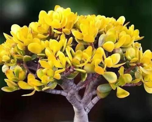 吉祥多肉植物的传奇故事（探寻多肉植物背后的吉祥含义）