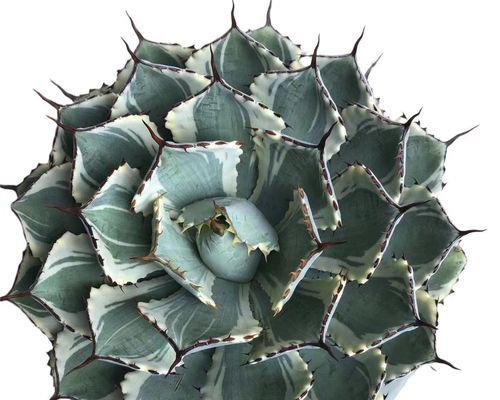 吉祥多肉植物的传奇故事（探寻多肉植物背后的吉祥含义）