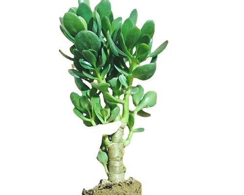 吉祥多肉植物的传奇故事（探寻多肉植物背后的吉祥含义）