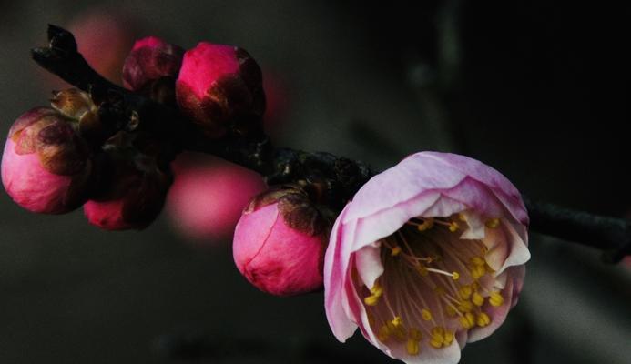 梅花吉祥如意（以梅花为象征的吉祥寓意与文化传承）